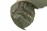 Hollardops Trilobite Fossil With Austerops - Multi-Toned Shell #381663-3